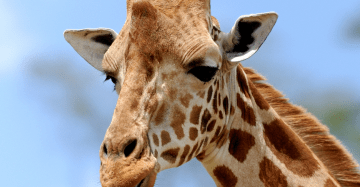 Formation de soigneur animalier en ligne - Zoo Academia