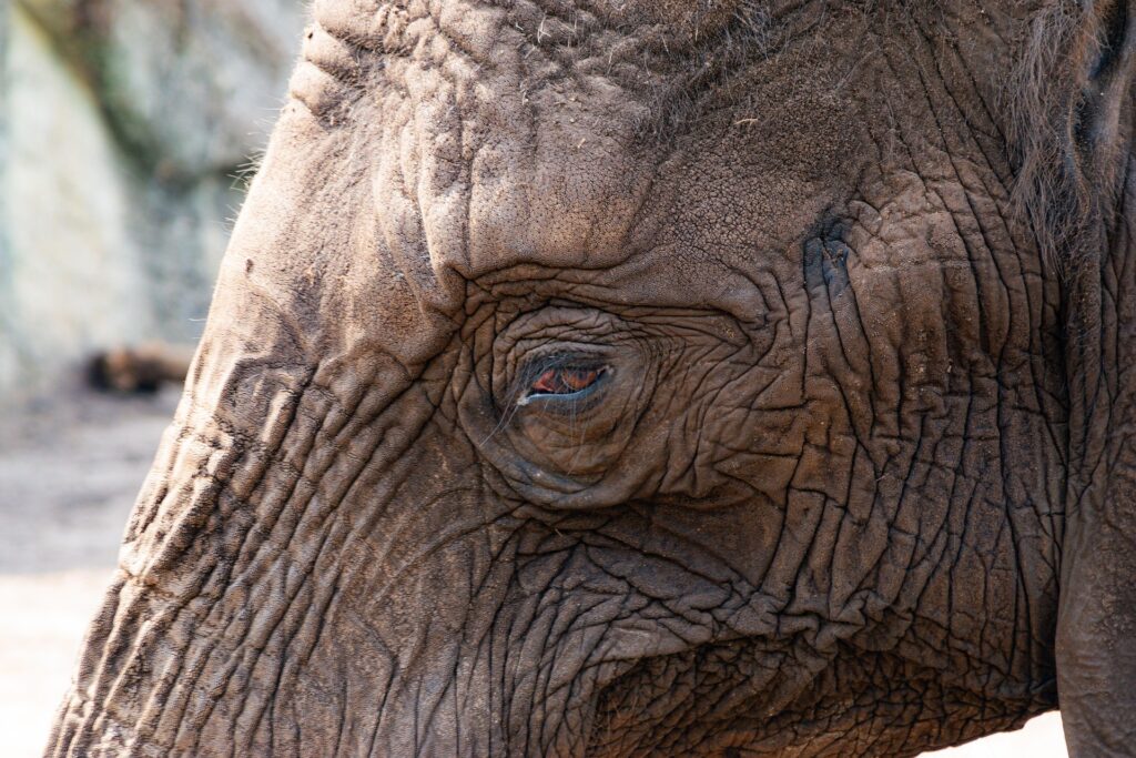 Formation de soigneur animalier - elephant- zoo academia