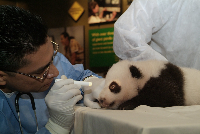 Prendre soin de la santé des animaux : mission du soigneur animalier - Zoo Academia
