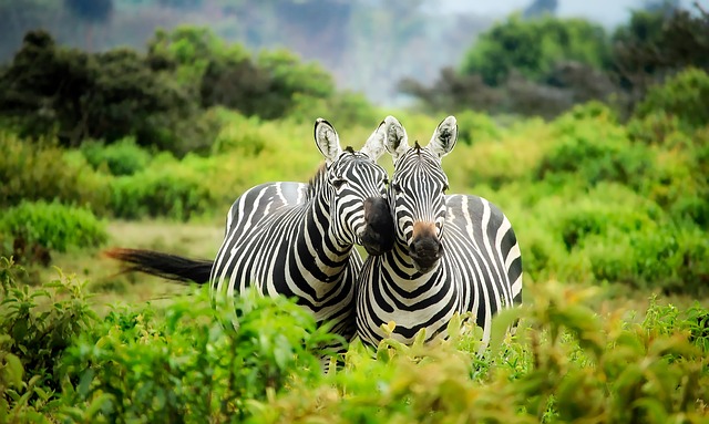 Avantages et inconvénients de devenir soigneur animalier - Zoo Academia