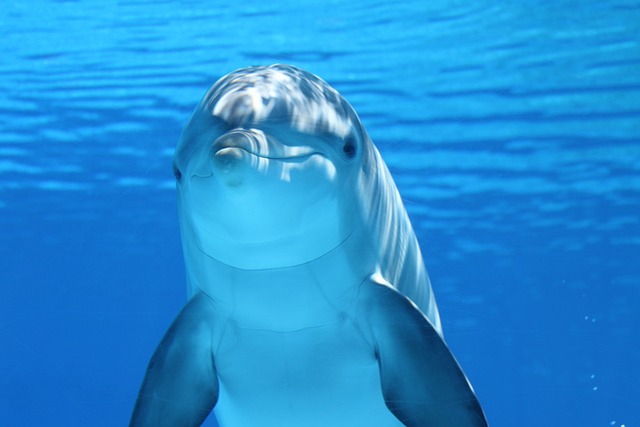 Soigneur animalier en animaux marins - Liste des grands parcs aquatiques et aquariums au Monde - Zoo Academia