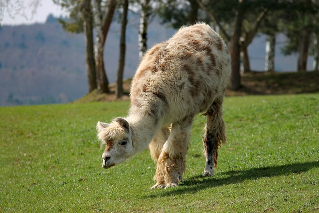 Ferme pedagogique avec nombreux animaux : chèvres, moutons, anes, lamas, guanacos...) - Zoo Academia