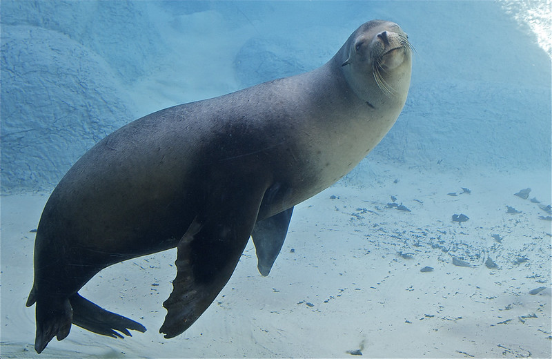 Devenir soigneur animalier spécialisé en animaux marins - Zoo Academia