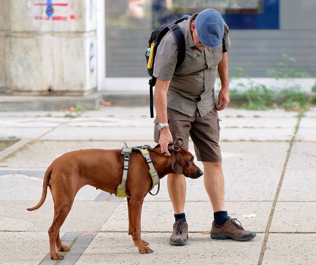 Les différences entre un comportementaliste canin et un dresseur de chien - Zoo Academia