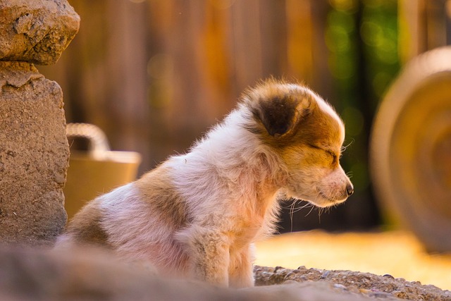 Trouver un stage de comportementaliste canin - Zoo Academia