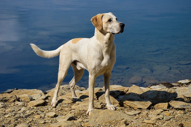 Seance gratuite comportementaliste canin : avantages et inconvenients - Zoo Academia