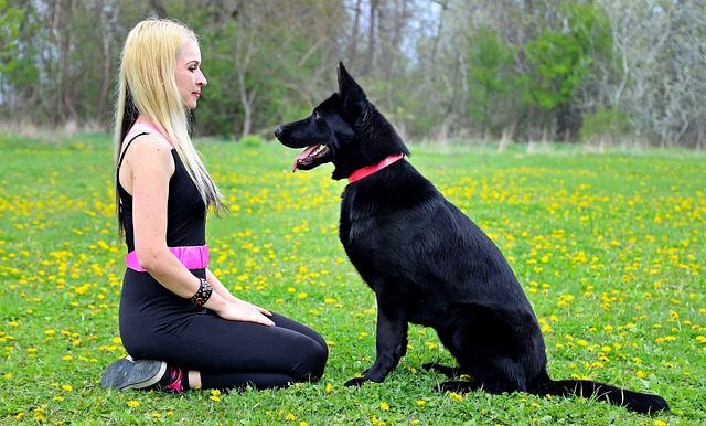 Formation comportementaliste canin en ligne - Zoo Academia