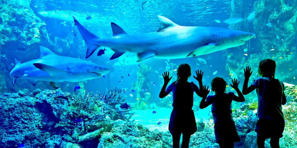 L'aquarium de Sydney Sea Life (Australie) est l'un des plus beaux et plus grands aquariums au monde