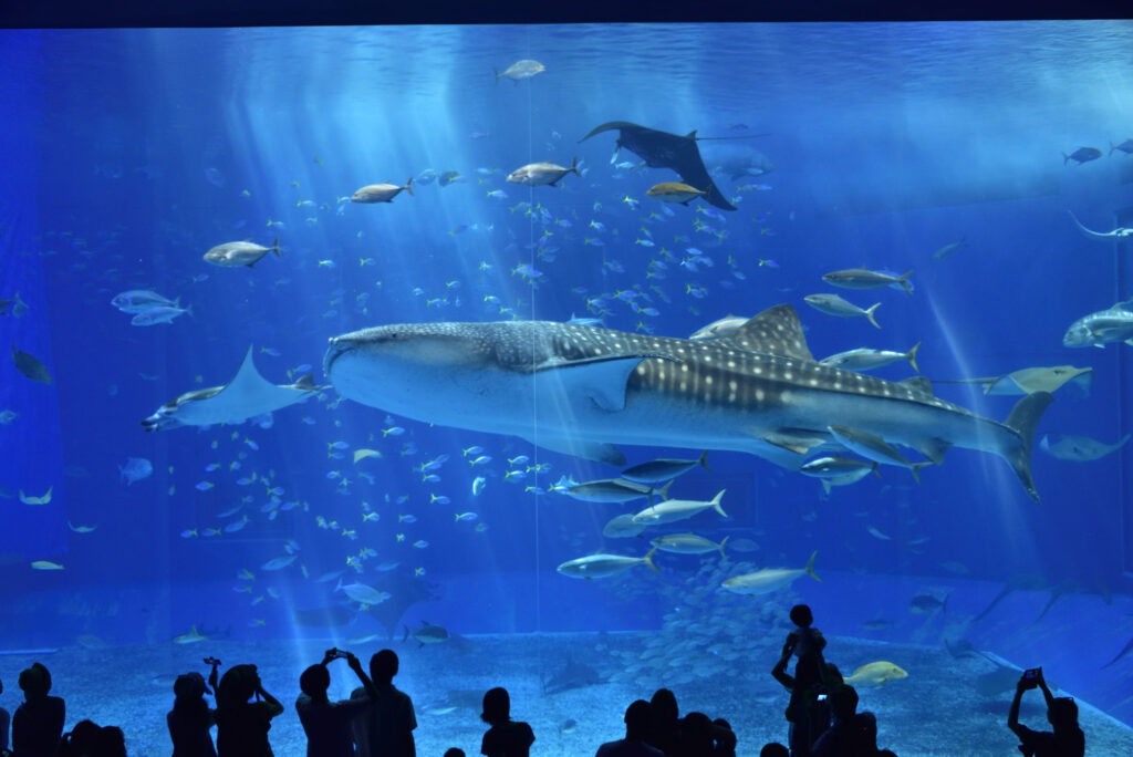 L'okinawa Churaumi aquarium (Japon) est l'un des plus grands et beaux aquariums au monde