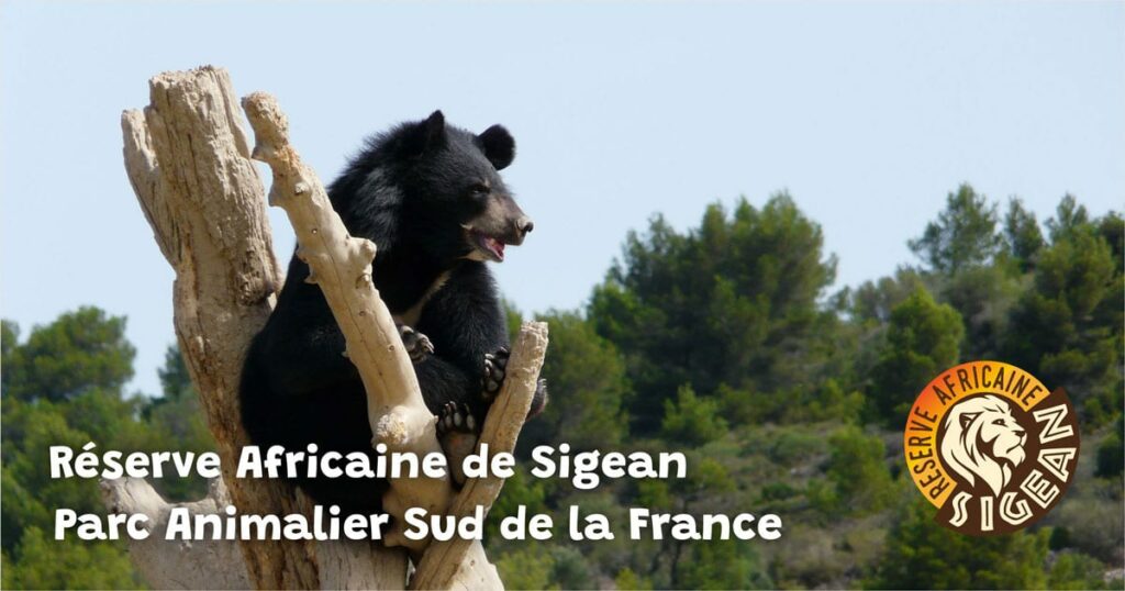 La réserve africaine de Sigean est un des plus beau zoo de France