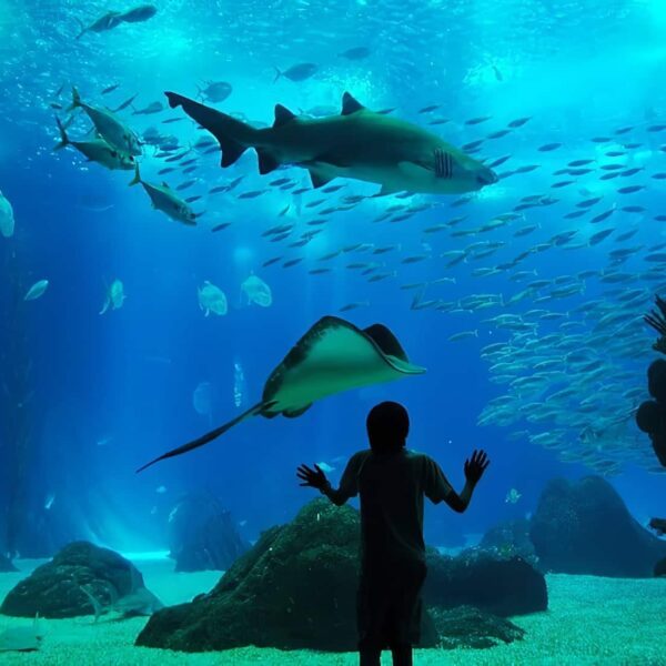 Top 10 des plus grands aquariums du Monde Zoo Academia