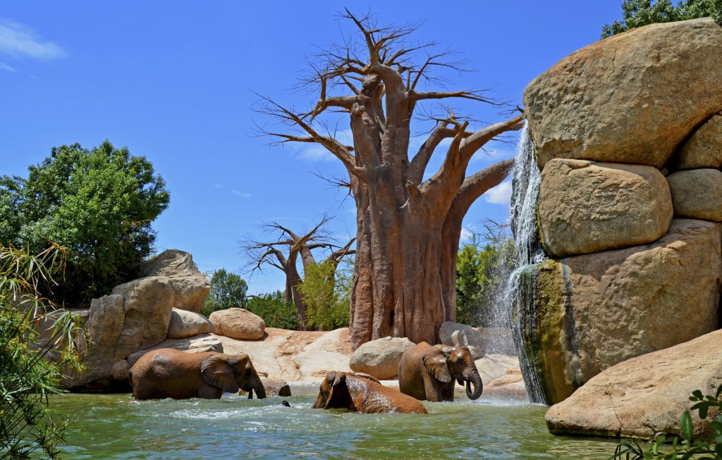 Le Bioparc de Valence en Espagne est l'un des plus grands zoos d'Europe