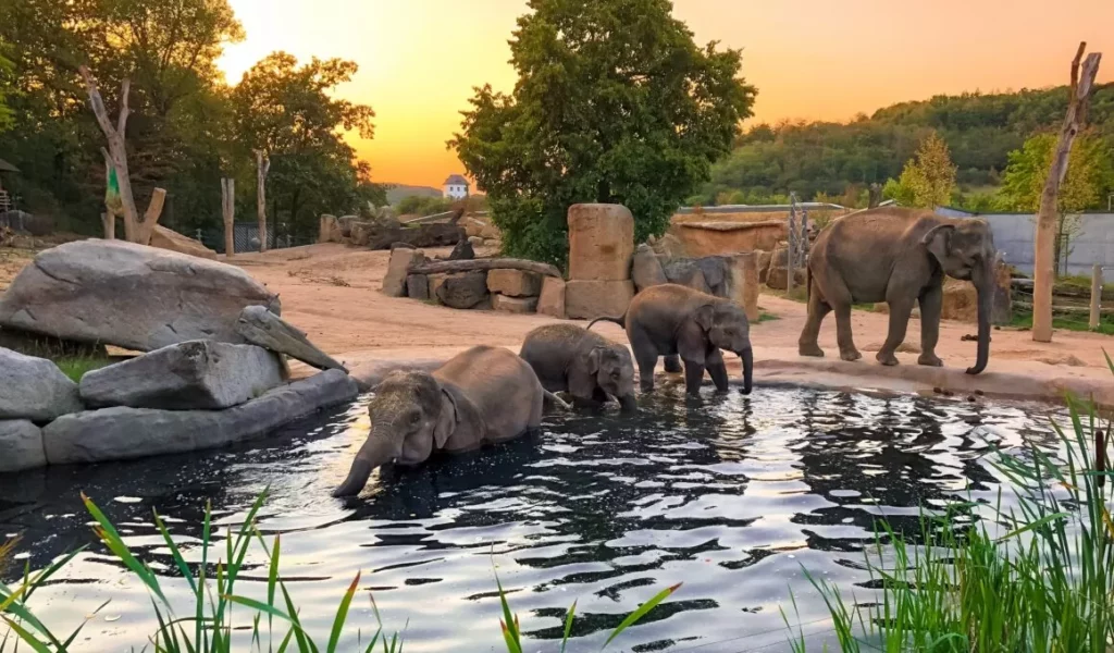 Le zoo de Prague en République Tchèque est l'un des plus grands zoos d'Europe