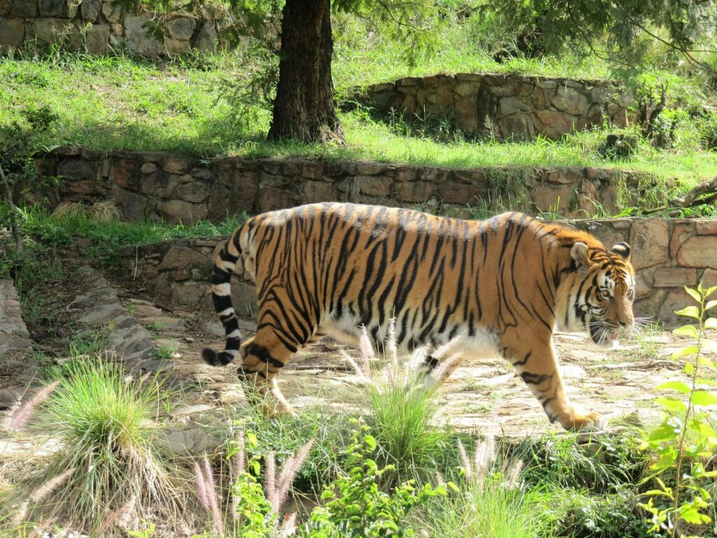 Zoo de Pretoria - Afrique du Sud - Un des plus grands zoos au Monde - Zoo Academia