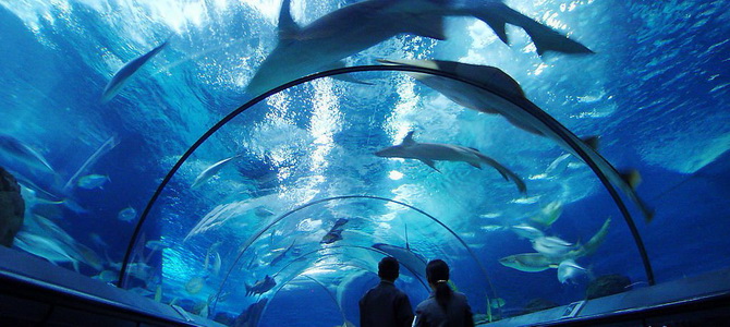 L'aquarium de Shanghai (Chine) est l'un des plus beaux et grands aquariums au monde