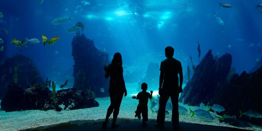 L'aquarium de Monterey Bay aux USA est l'un des plus beaux et plus grands aquariums au monde