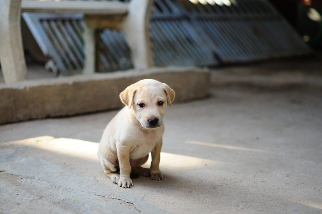 Les differences entre educateur canin et comportementaliste canin