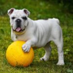 Les differences entre educateur canin et comportementaliste canin