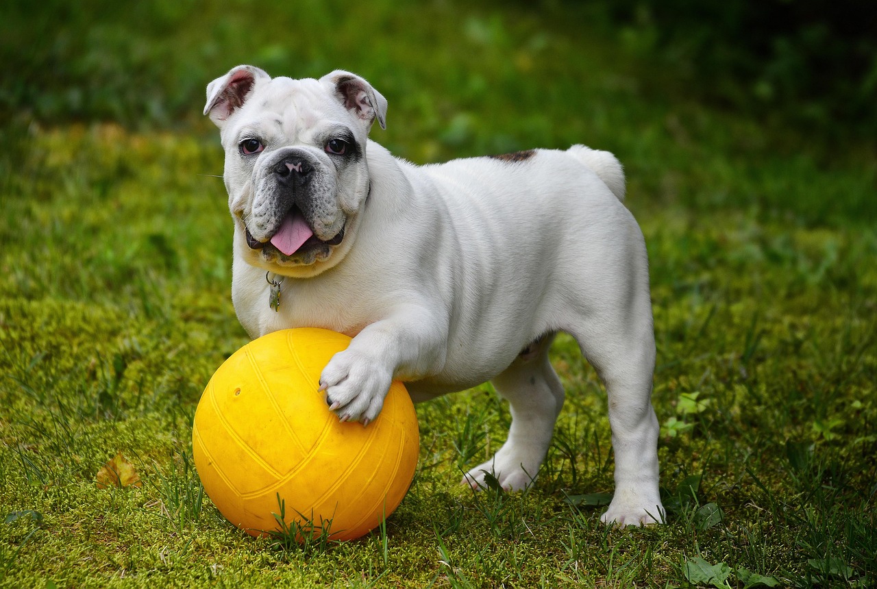 Les differences entre educateur canin et comportementaliste canin