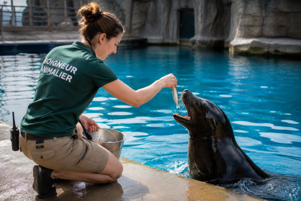 Une soigneuse animalière nourrit les animaux dans un parc aquatique